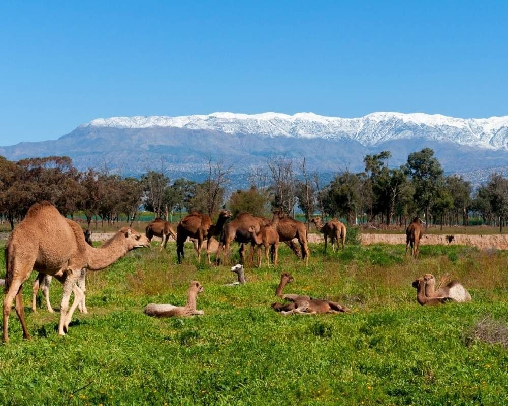 7 days sahara desert trip from agadir